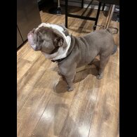 English Bulldog