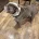 English Bulldog