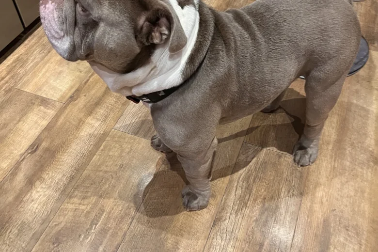 English Bulldog