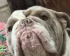 English Bulldog