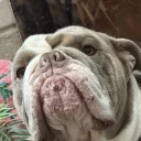 English Bulldog