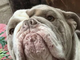 English Bulldog