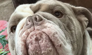 English Bulldog
