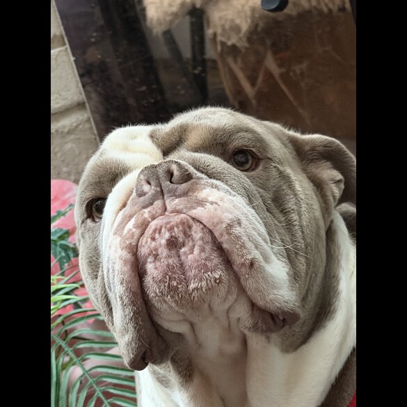 English Bulldog