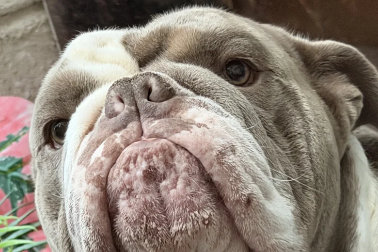 English Bulldog
