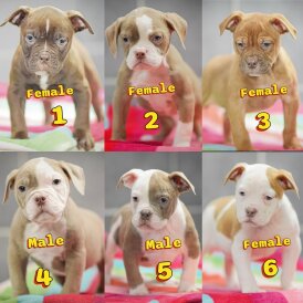 English Bulldog - Both