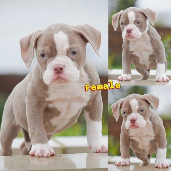 English Bulldog