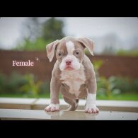 English Bulldog