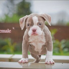 English Bulldog