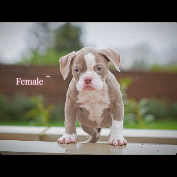 English Bulldog