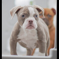 English Bulldog