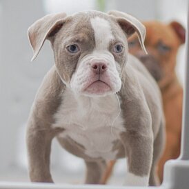 English Bulldog