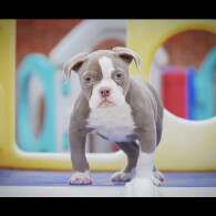 English Bulldog