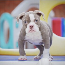 English Bulldog