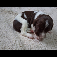 English Springer Spaniel