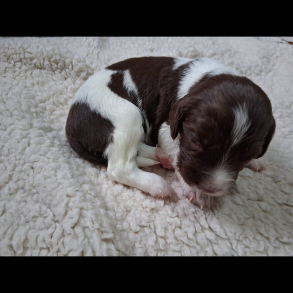 English Springer Spaniel