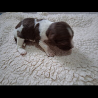 English Springer Spaniel
