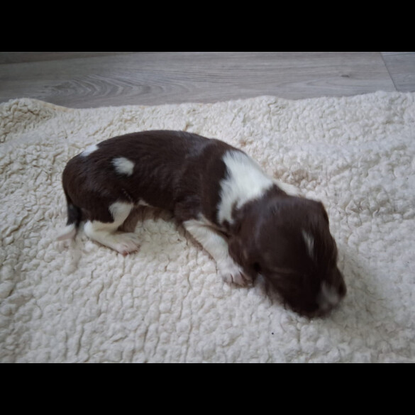 English Springer Spaniel