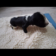 English Springer Spaniel