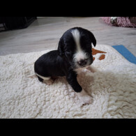 English Springer Spaniel