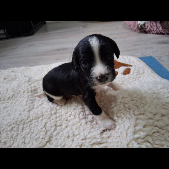 English Springer Spaniel