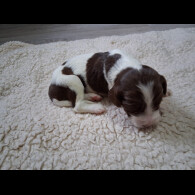 English Springer Spaniel