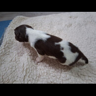 English Springer Spaniel