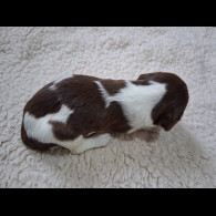 English Springer Spaniel