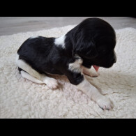 English Springer Spaniel