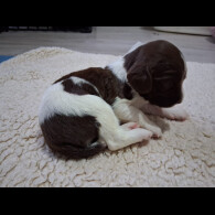English Springer Spaniel
