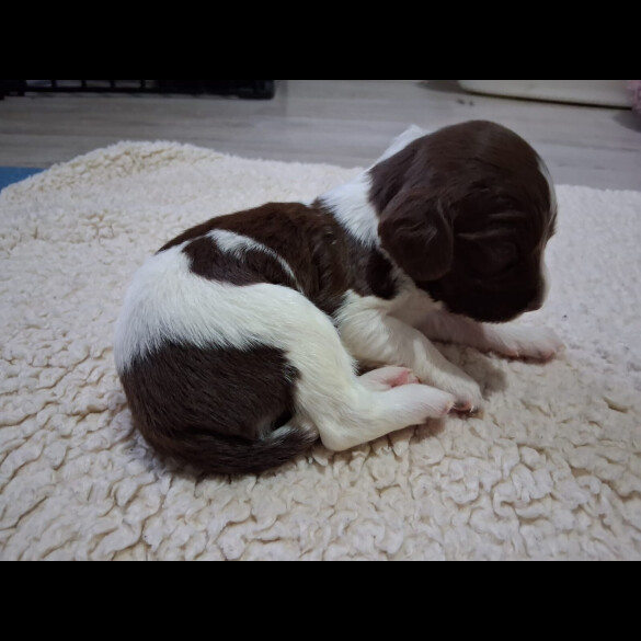 English Springer Spaniel
