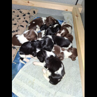 English Springer Spaniel
