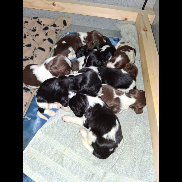 English Springer Spaniel