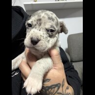 Staffordshire Bull Terrier