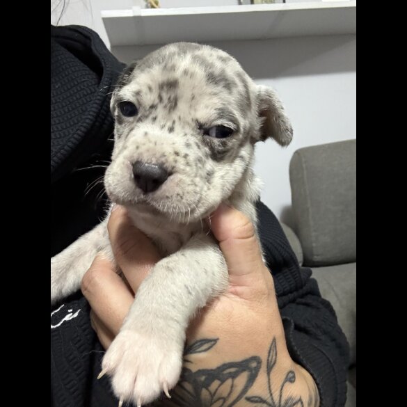 Staffordshire Bull Terrier