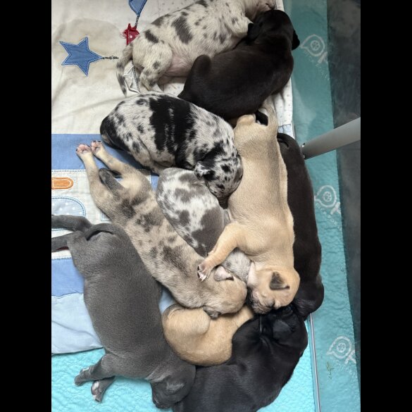 Staffordshire Bull Terrier