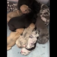 Staffordshire Bull Terrier