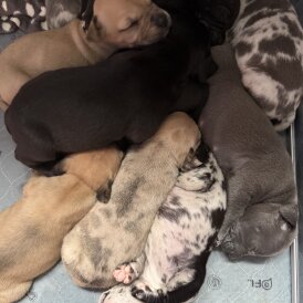 Staffordshire Bull Terrier