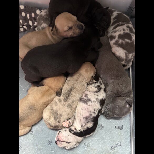 Staffordshire Bull Terrier