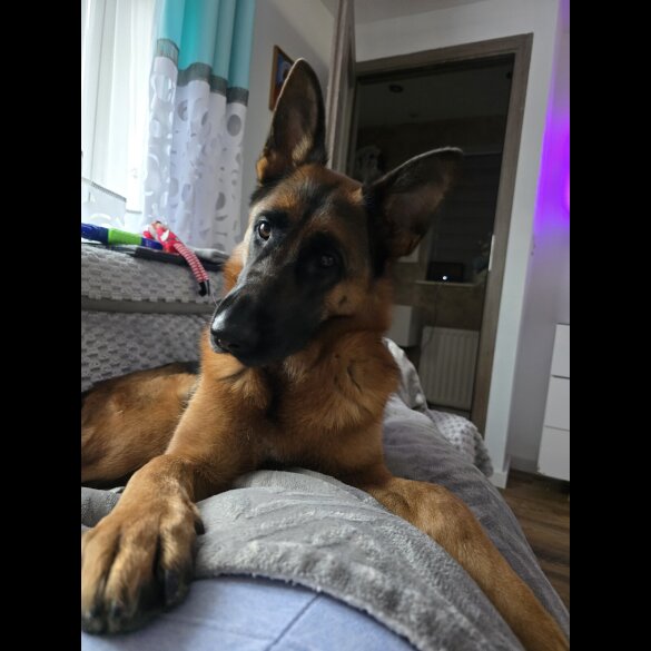 German Shepherd (Alsatian)