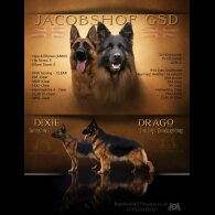 German Shepherd (Alsatian)