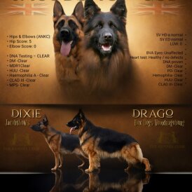 German Shepherd (Alsatian)