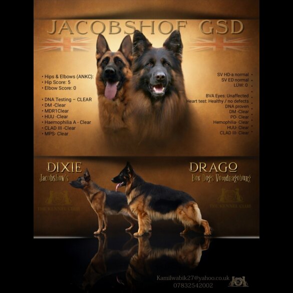 German Shepherd (Alsatian)