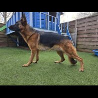 German Shepherd (Alsatian)