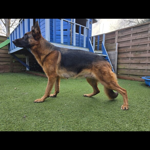 German Shepherd (Alsatian)