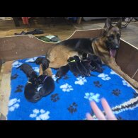 German Shepherd (Alsatian)