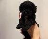 Cockapoo
