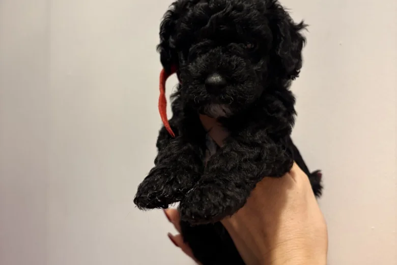Cockapoo