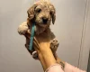 Cockapoo