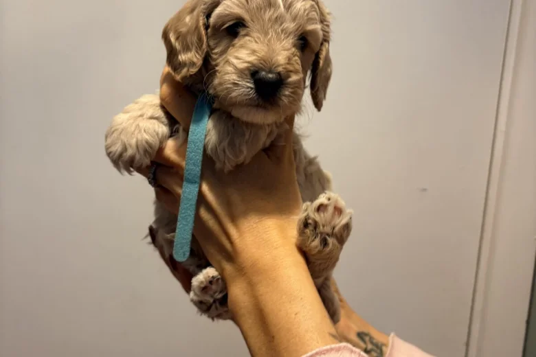 Cockapoo